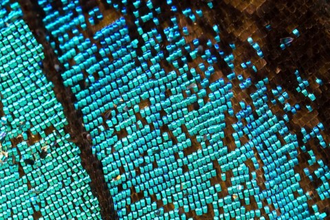 Scales of a butterfly wing from a Meander Prepona (Archaeoprepona meander)