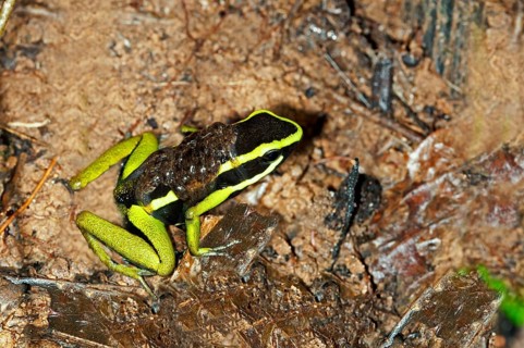 Giant green poison dart frog (Ameerega trivittatus)