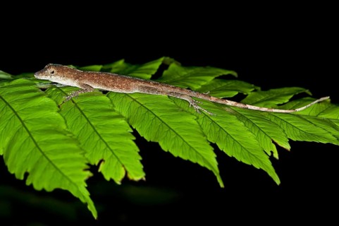 Common Forest Anole (Anolis Trachyderma) in its natural habitat