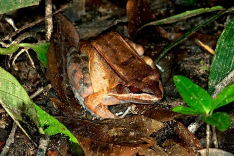 Boulenger's Rough Toad-frog (Leptodactylus rhodomystax) in its natural habitat