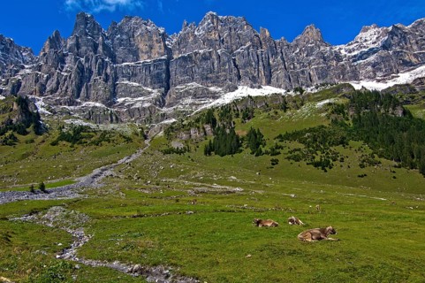 Cattle grazing on the summer pasture in the mountains