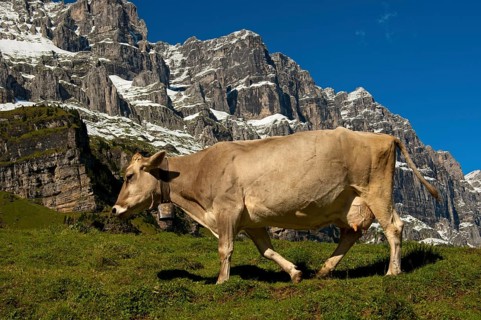 Cow on a pasture
