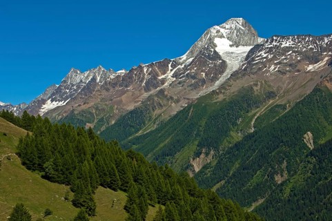 Mt Bietschhorn rising above the forest line
