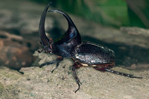 Rhinoceros Beetle from the subfamily of giant beetles (Dynastinae)