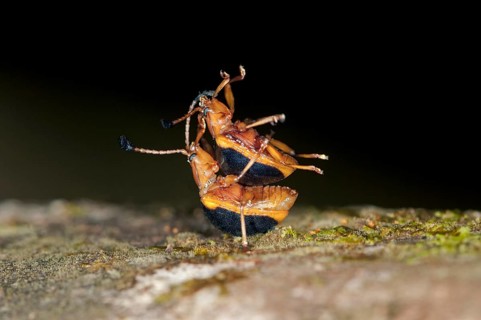 Leaf Beetles (Chrysomelidae)