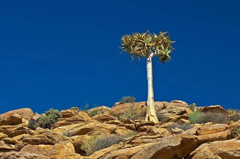 Quiver Tree or Kokerboom (Aloe dichotoma)