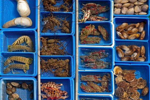 Basins with live marine animals for sale
