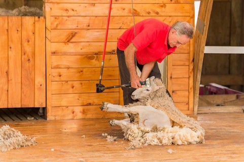 Sheep is shorn