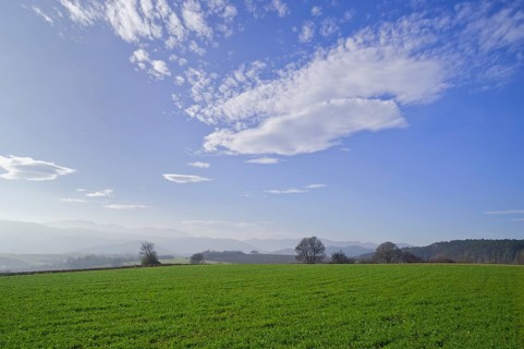 Green fields