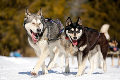 Sled dogs