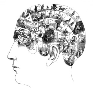 The human brain