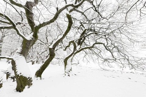 Avenue of snow-covered Dwarf Beeches or Suentel Beeches (Fagus sylvatica var suentelensis)