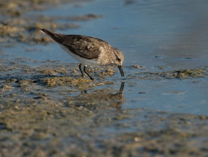 Temminck's Stint (Calidris temminckii)