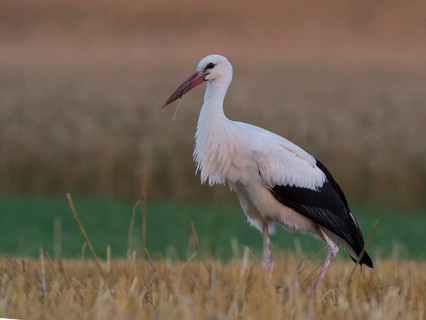 White Stork (Ciconia ciconia)
