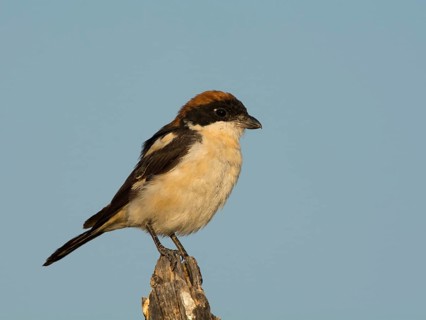 Woodchat Shrike (Lanius senator)