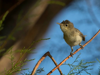 Eastern Olivaceous Warbler (Hippolais pallida)