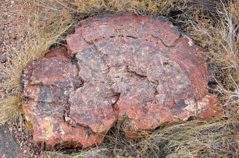 Fragment of a silicified tree trunk