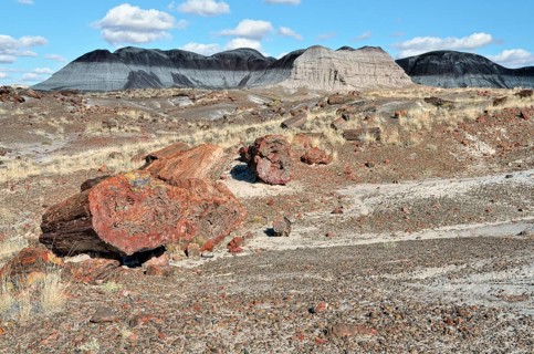 Fragments of silicified tree trunks