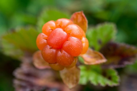 Ripe cloudberry (Rubus chamaemorus)