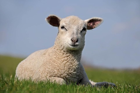 Lamb on the grass on a dike