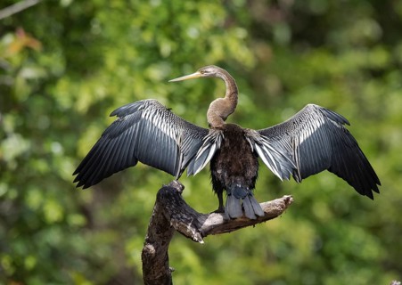 Oriental Darter (Anhinga melanogaster) drying the wings