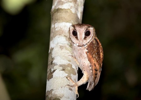 Oriental bay owl (Phodilus badius) on tree trunk