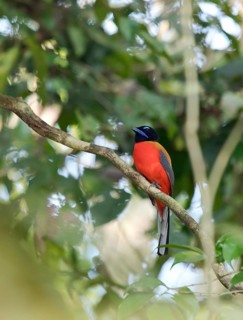 Scarlet-rumped Trogon (Harpactes duvaucelii)