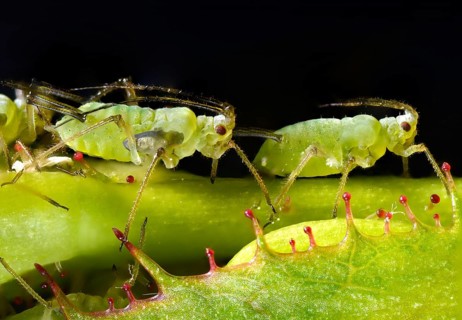 Large Rose Aphids (Macrosiphum rosae)