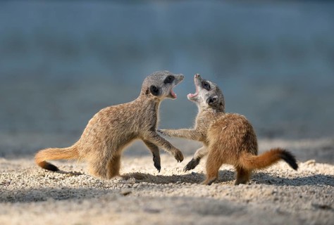 Meerkat (Suricata suricatta) pups playing