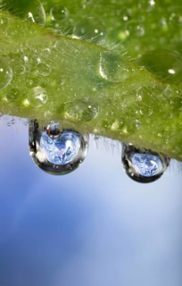 Planet Earth reflected in dewdrops