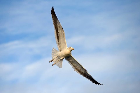 Kelp Gull or Dominican Gull (Larus dominicanus) subadult plumage