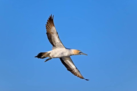 Cape Gannet (Morus capensis)