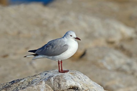 Hartlaub's Gull or King Gull (Chroicocephalus hartlaubii