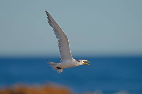 Greater Crested Tern (Thalasseus bergii)