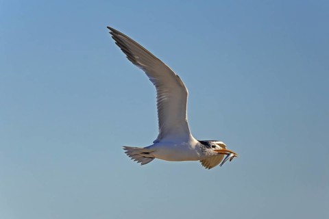 Greater Crested Tern (Thalasseus bergii) with caught fish in the beak