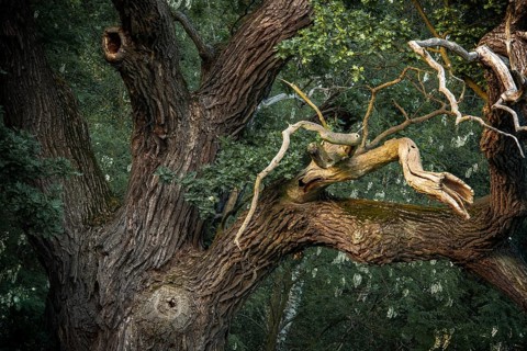 Old English oak (Quercus robur)