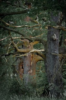 Old English Oaks (Quercus robur)