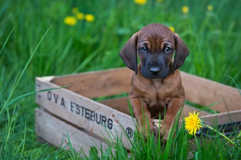 Bavarian Mountain Hound