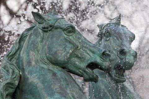 Heads of two horses
