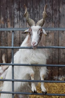 Girgentana goat