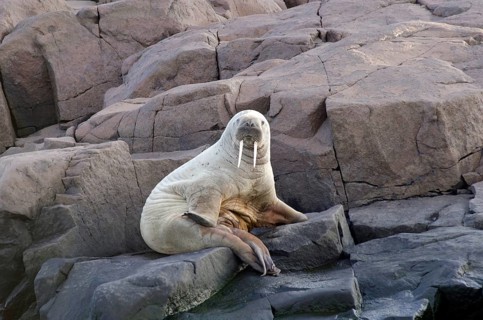 Young Walrus (Odobenus rosmarus) on rocks near the shore