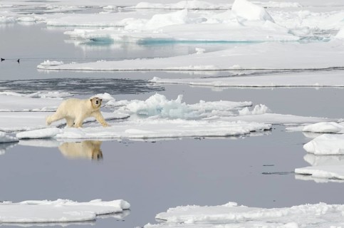 Polar Bear (Ursus maritimus) with a blood-stained brown coloured head on pack ice