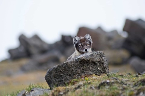 Young Arctic Fox (Vulpes lagopus