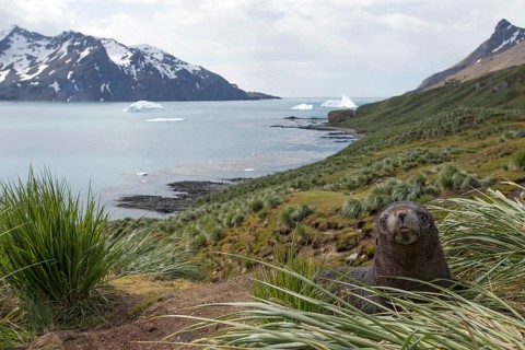 Antarctic Fur Seal (Arctocephalus gazella)