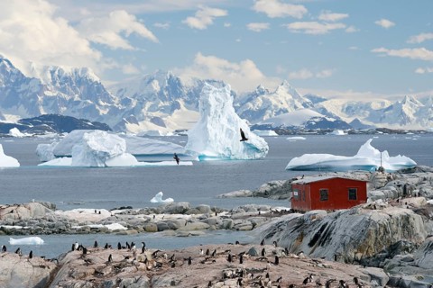 Argentinian refuge in front of icebergs and Gentoo Penguins (Pygoscelis papua)