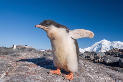 Gentoo Penguin (Pygoscelis papua)