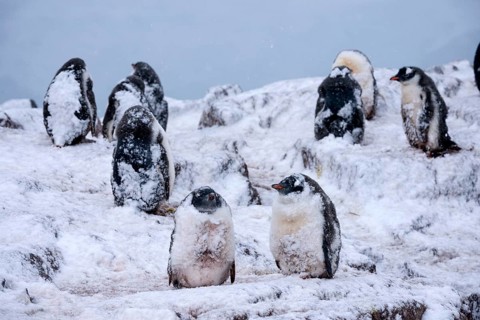 Gentoo Penguins (Pygoscelis papua)