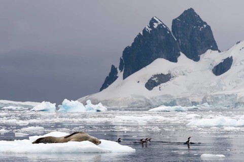 Leopard Seal (Hydrurga leptonyx)