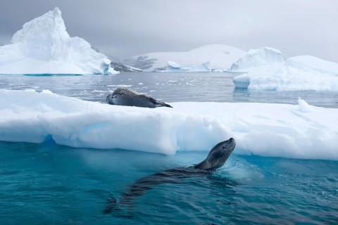 Leopard Seals (Hydrurga leptonyx)