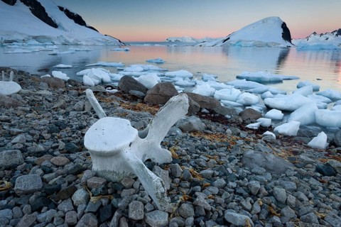 Vertebrae of a large whale on the stony shore